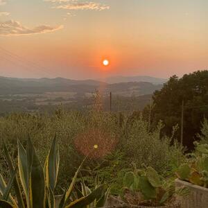 Fundraising Page: Anne Marie Rizzo